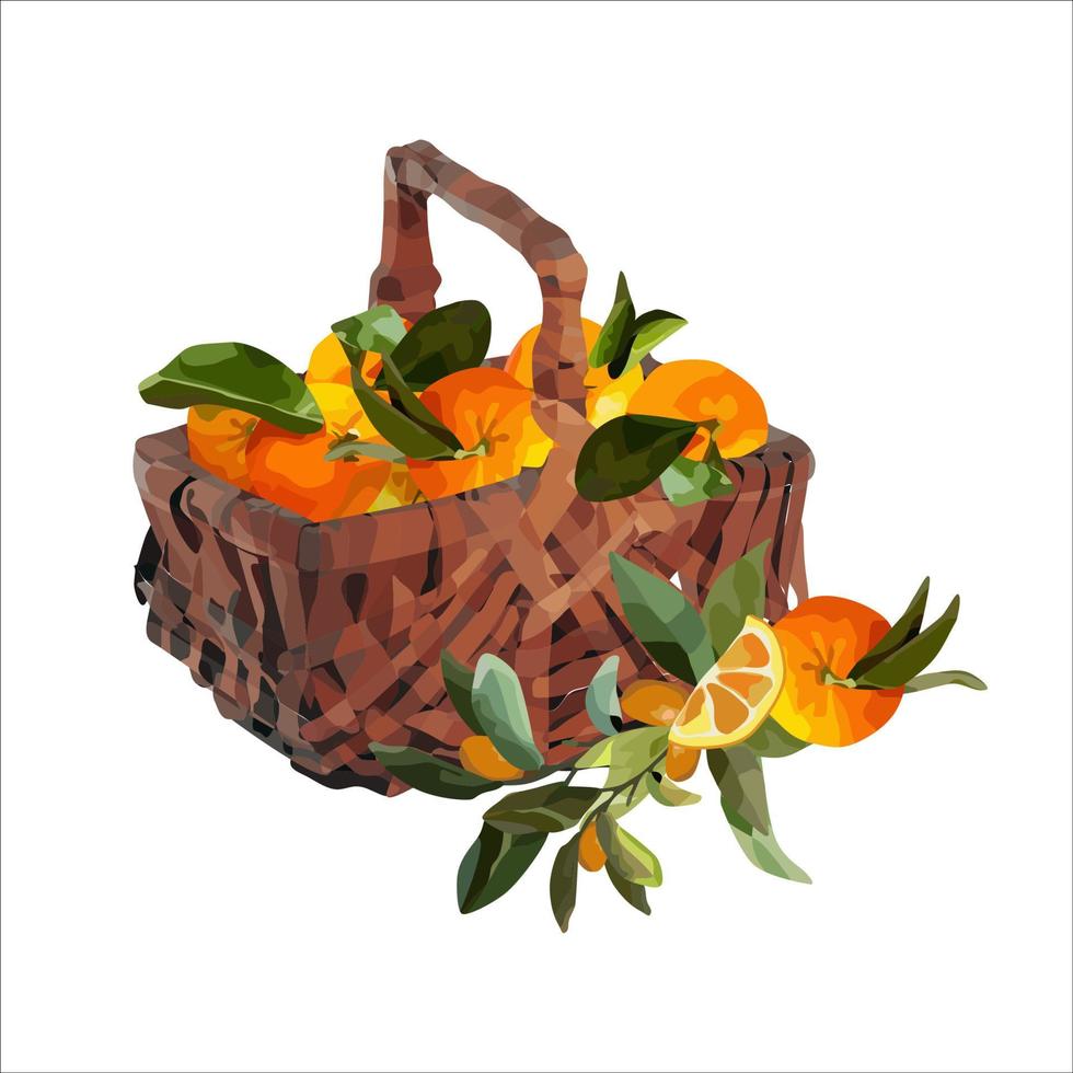 Vector basket of ripe oranges. Autumn design of crops, fruits, agriculture