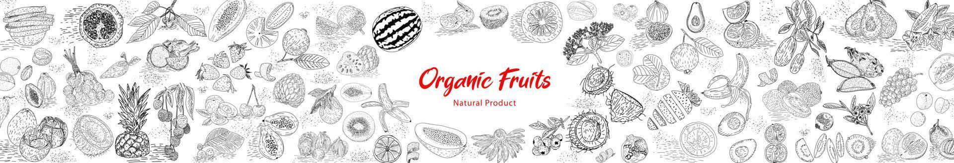 Fruit collection in flat hand drawn style, illustrations set. vector
