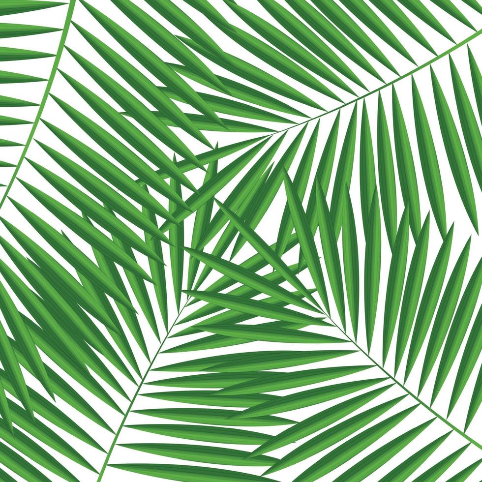 Palm Leaf  Background Vector Illustration