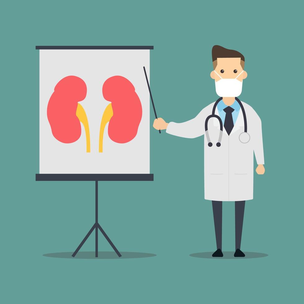 A cartoon of a doctor presenting about kidney vector