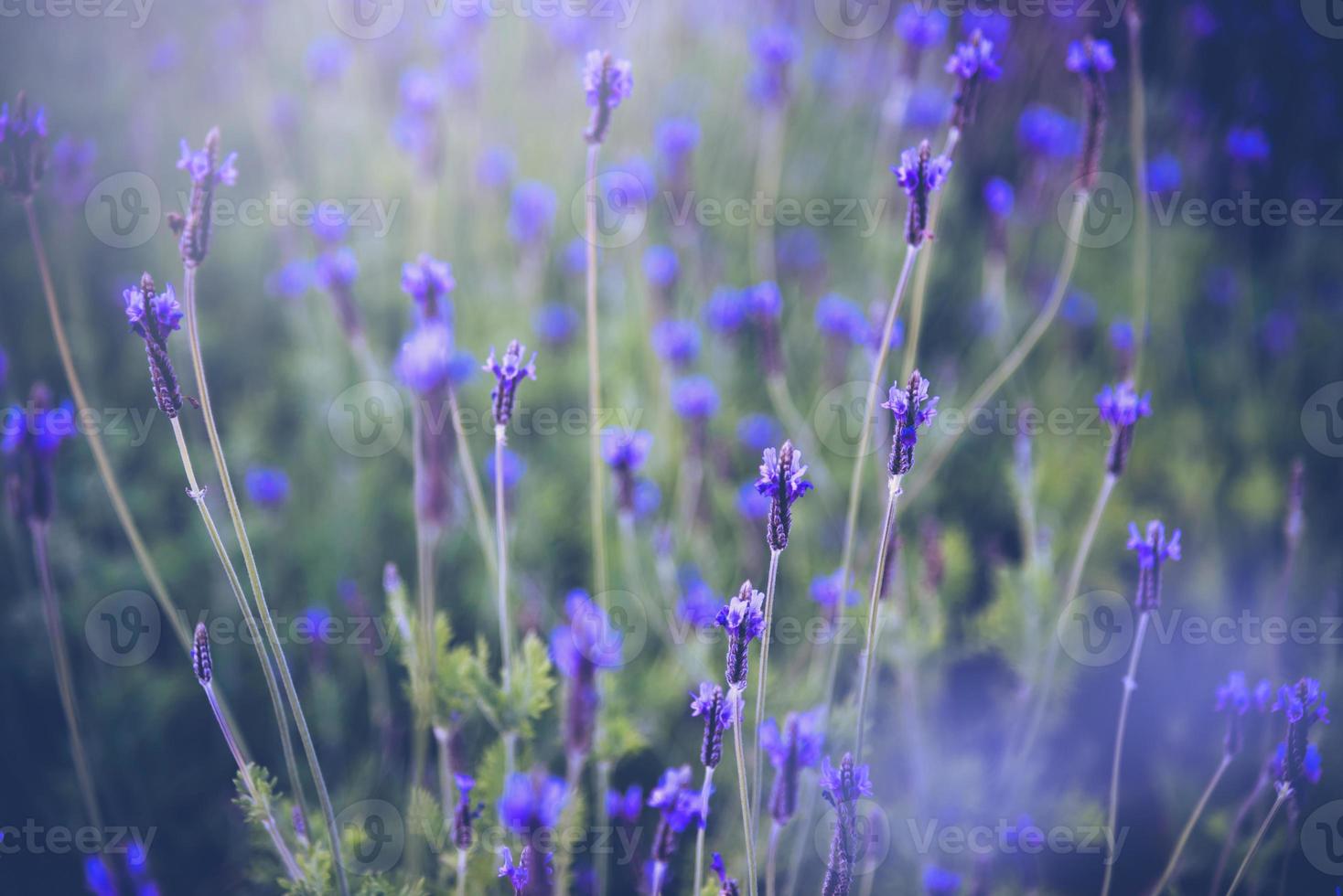 vintage background little flowers purple nature beautiful, For easter greeting cards with copy space photo