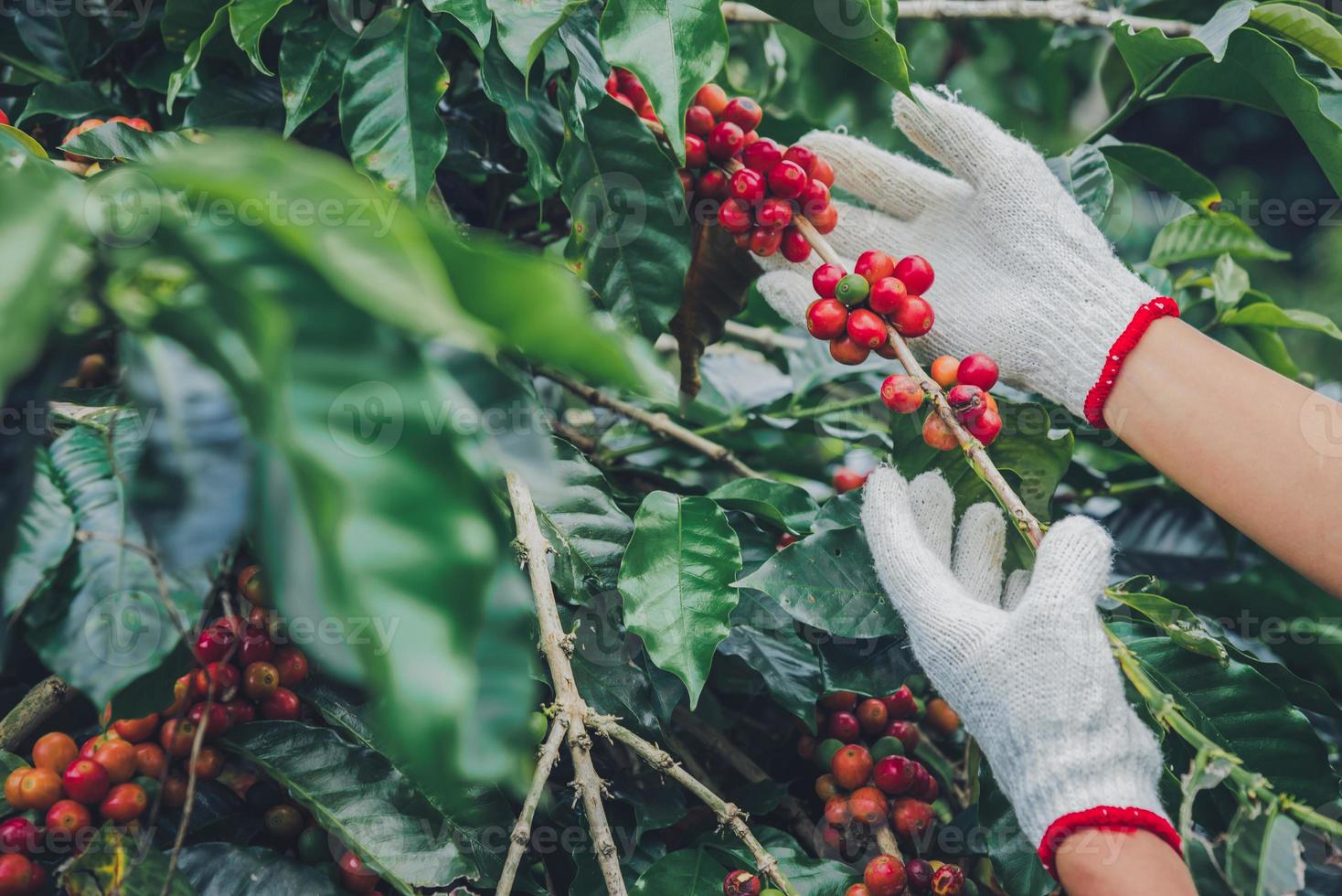 árbol de café con granos de café en la plantación de café, cómo cosechar los granos de café. trabajador cosecha granos de café arábica. foto