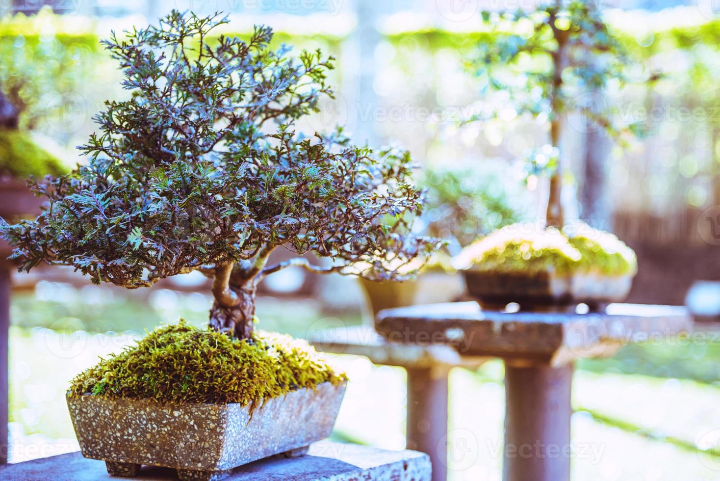 árbol bonsai del parque natural. en el parque foto