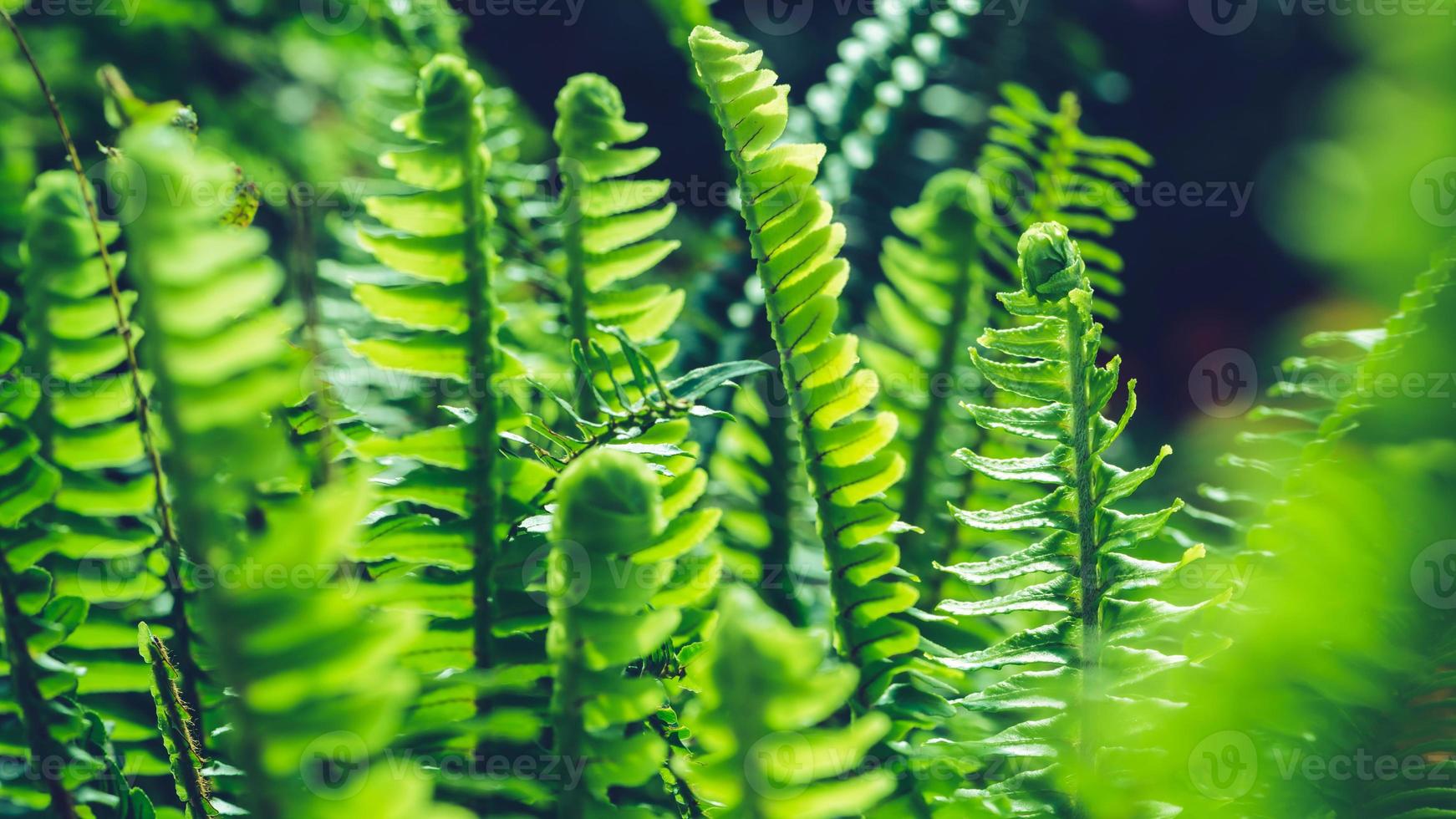 background nature fern exaltata. Green leaf. Full frame photo