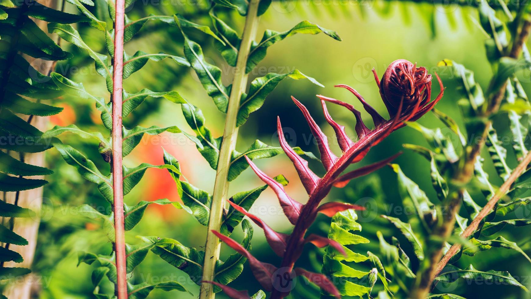 Natural background. Unravelling fern frond closeup. Background blur photo