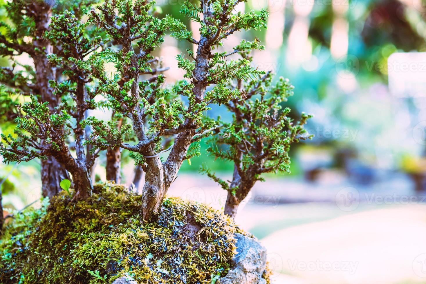 árbol bonsai del parque natural. en el parque foto