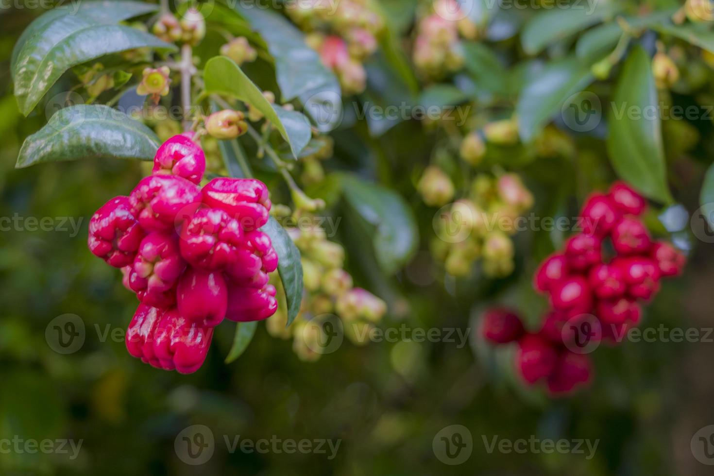 Pink-red flowers in Cape Town, South Africa. photo