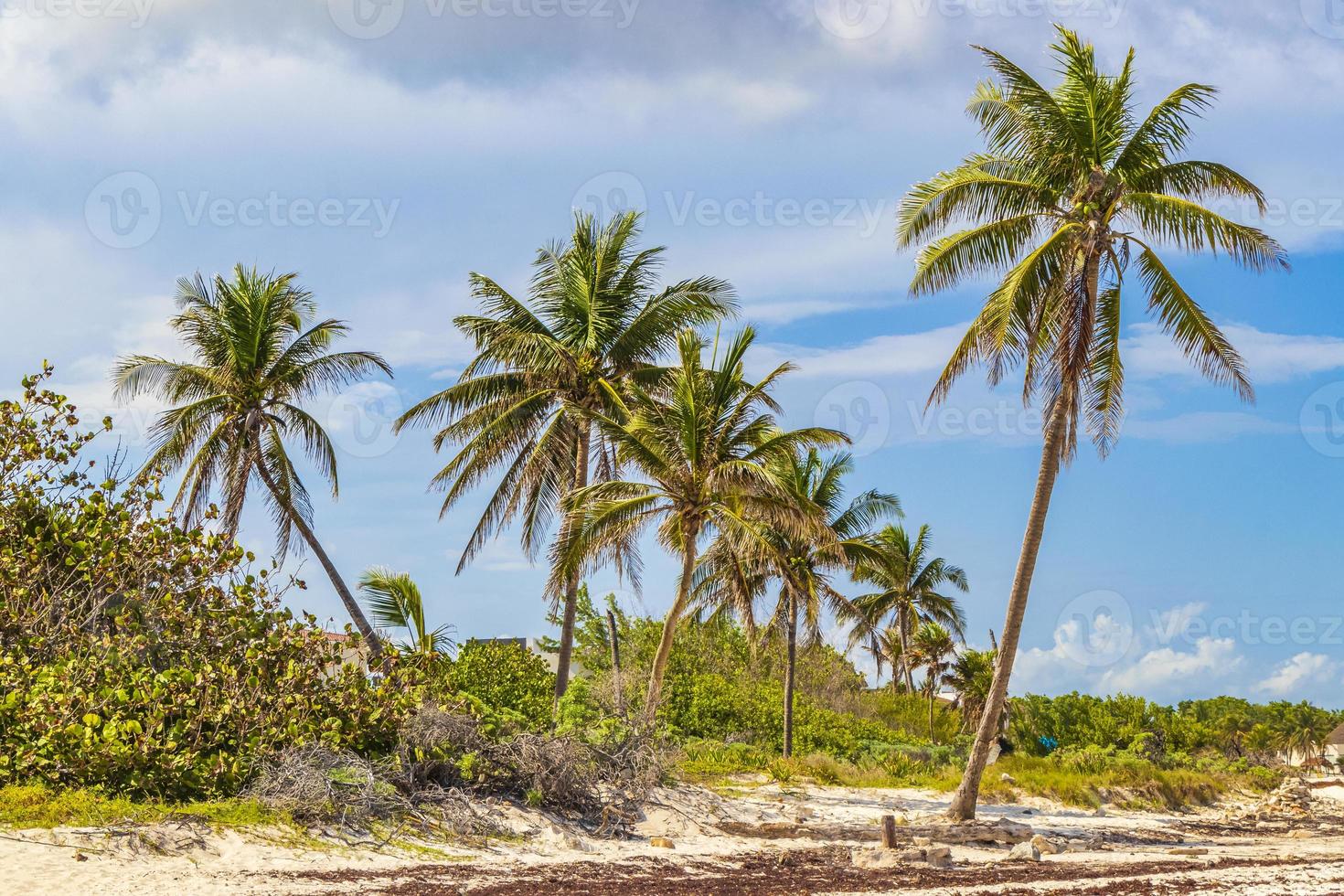 Tropical sloping palm trees blue sky Playa del Carmen Mexico. photo