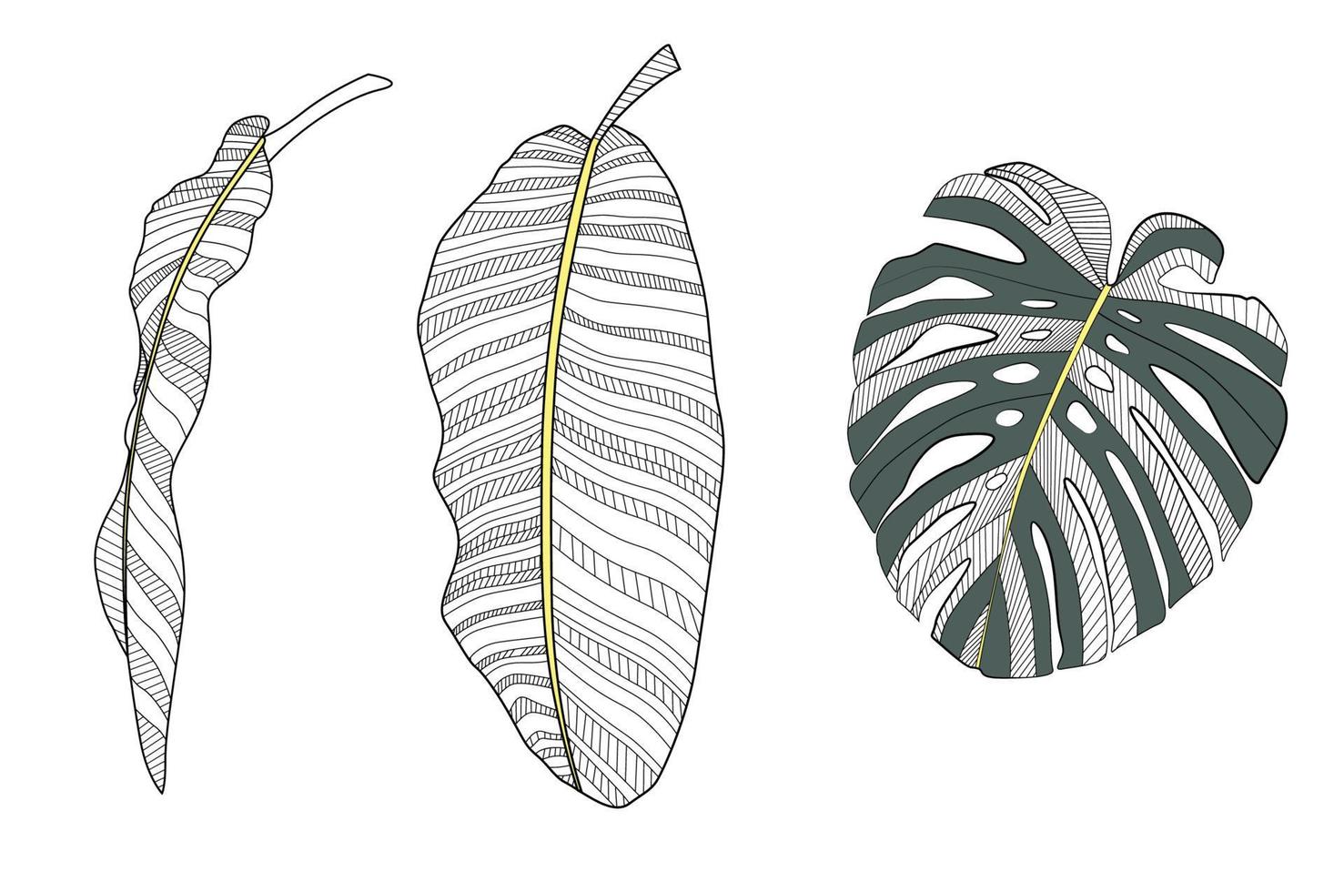 Abstract tropical banana and monstera palm leaves. Vector Illustration