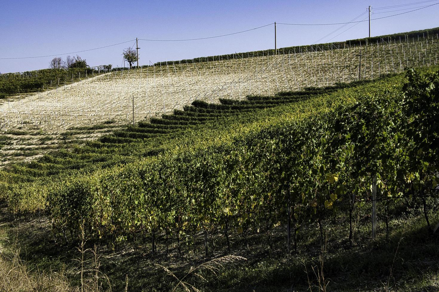 Landscapes of the Piedmontese Langhe with its vines in autumn, during the grape harvest photo