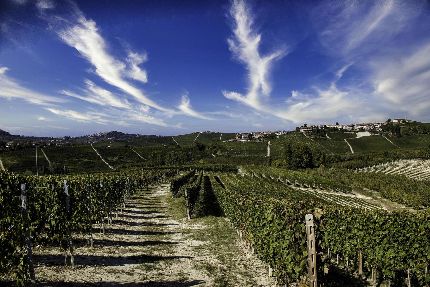 Landscapes of the Piedmontese Langhe with its vines in autumn, during the grape harvest photo