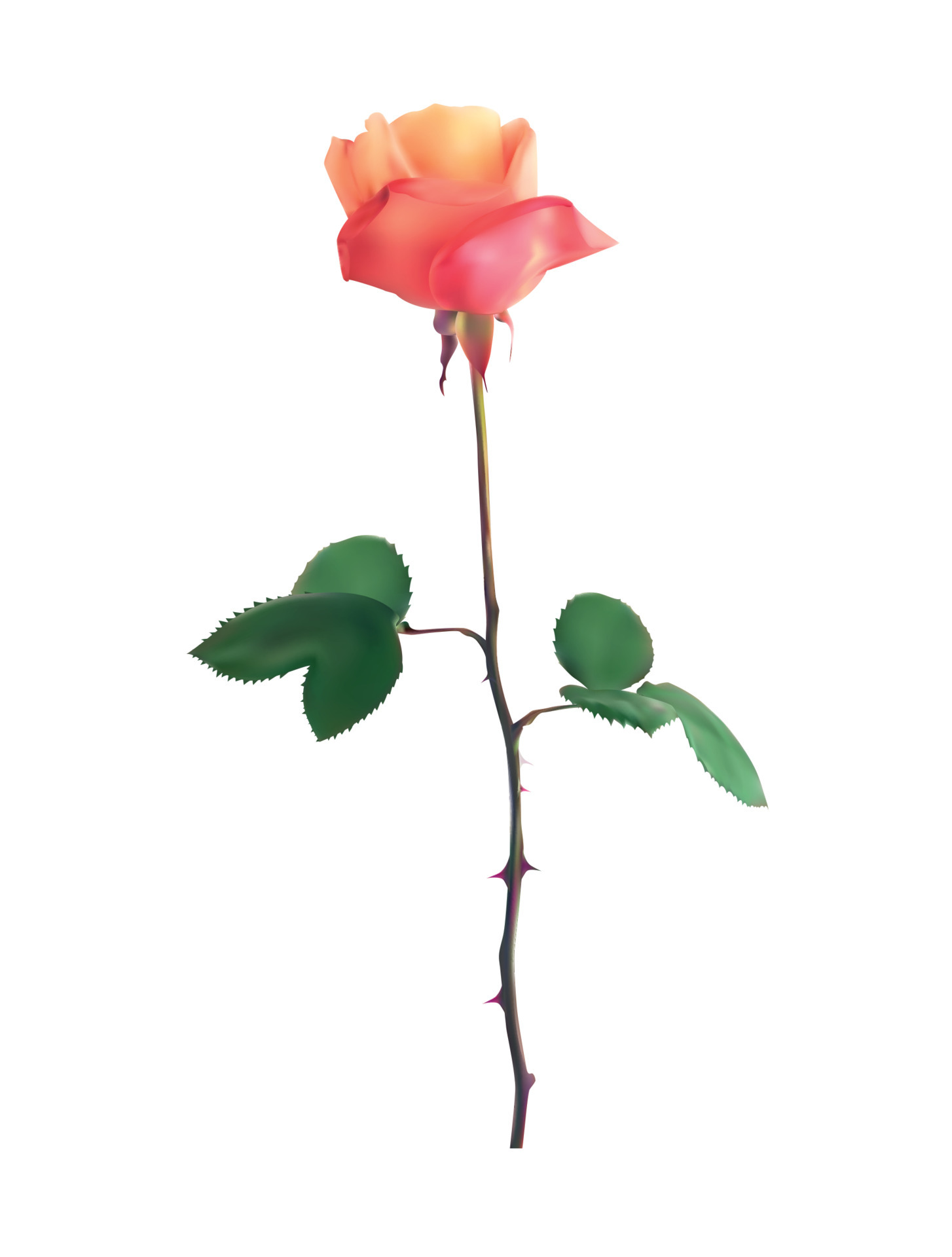 Beautiful Pink Rose Stems. Isolated on White Background. Vector