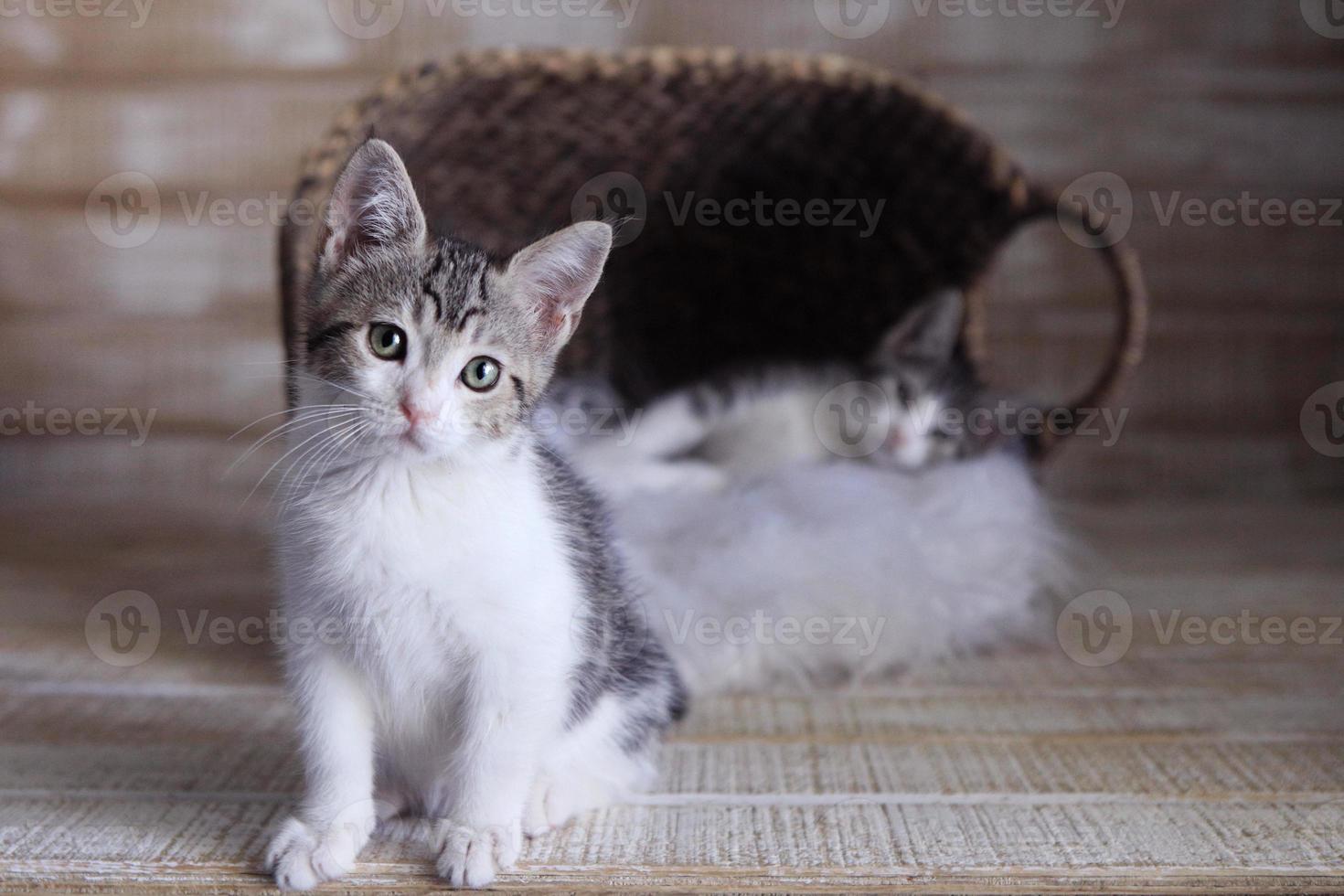 dulces adorables lindos gatitos en espera de adopción foto