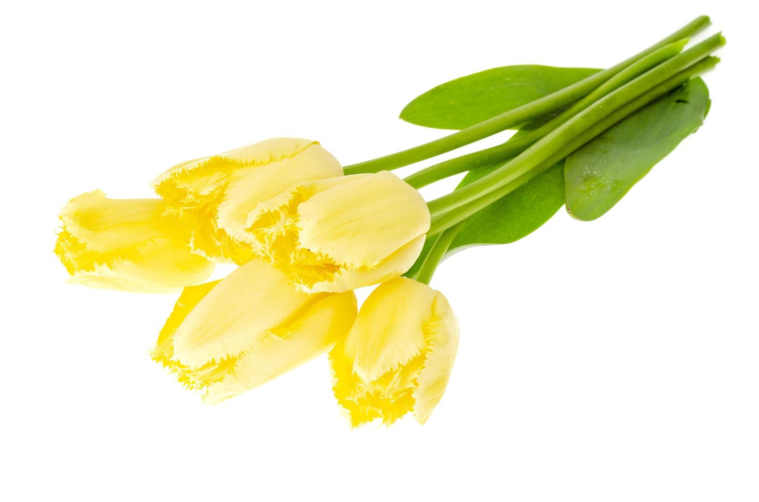 Bouquet of yellow tulips with terry edges. photo