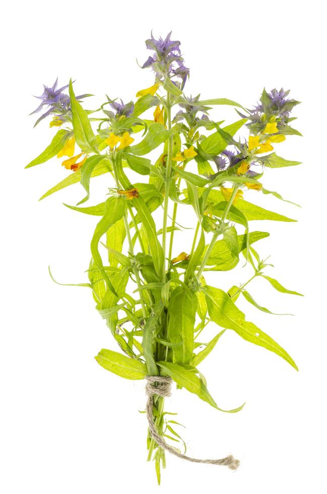 Bunch of wild wildflowers on white background photo