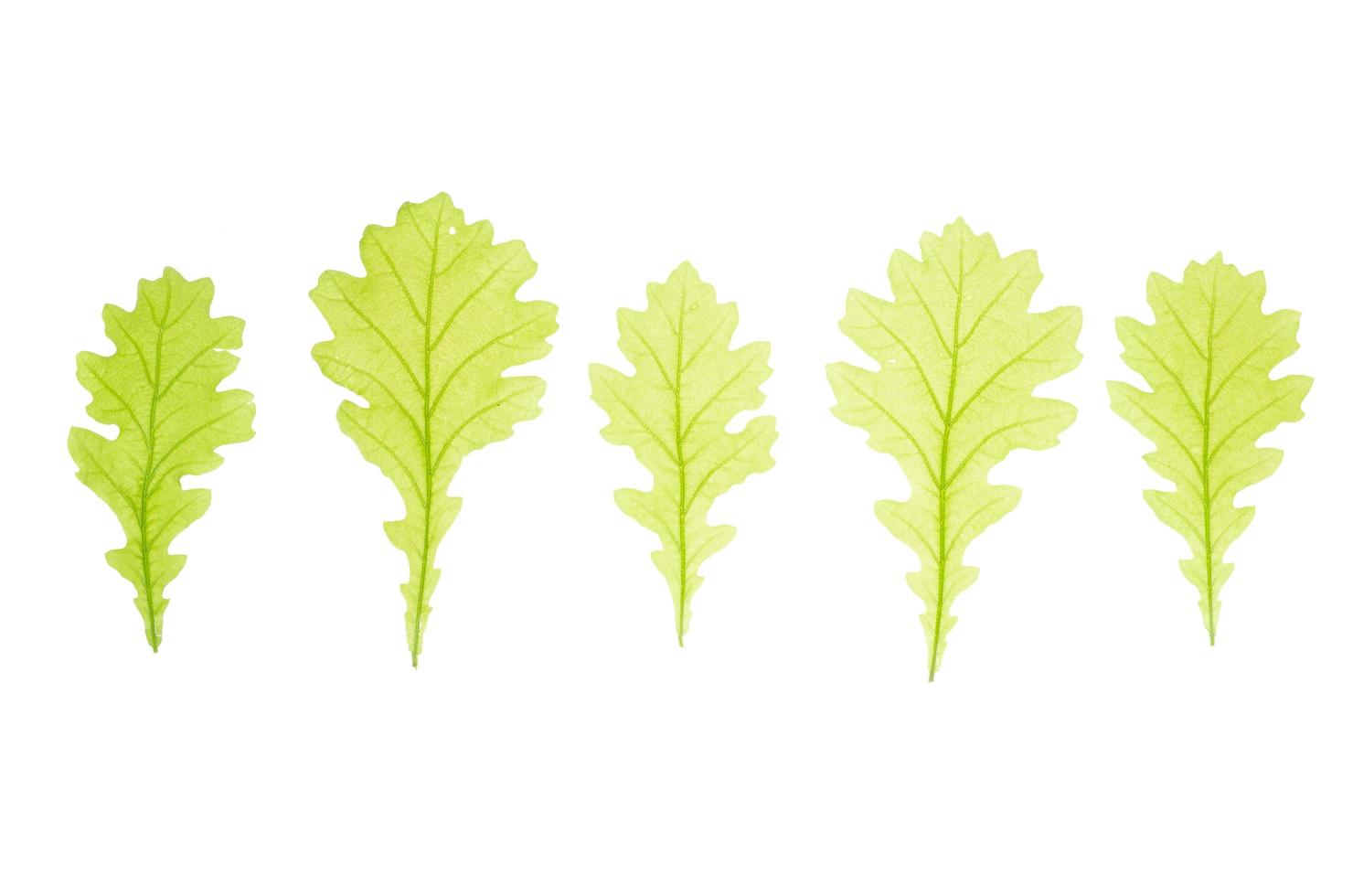 Light green leaves of Quercus tree isolated on white background. photo