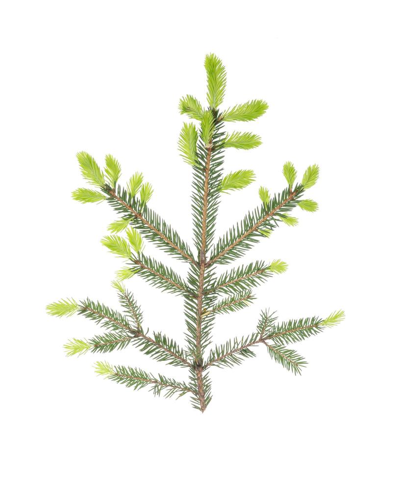 Spruce branch with light green young shoots on white background. photo