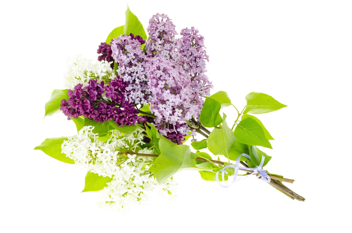 Fragrant branches of lilac isolated on white background. photo