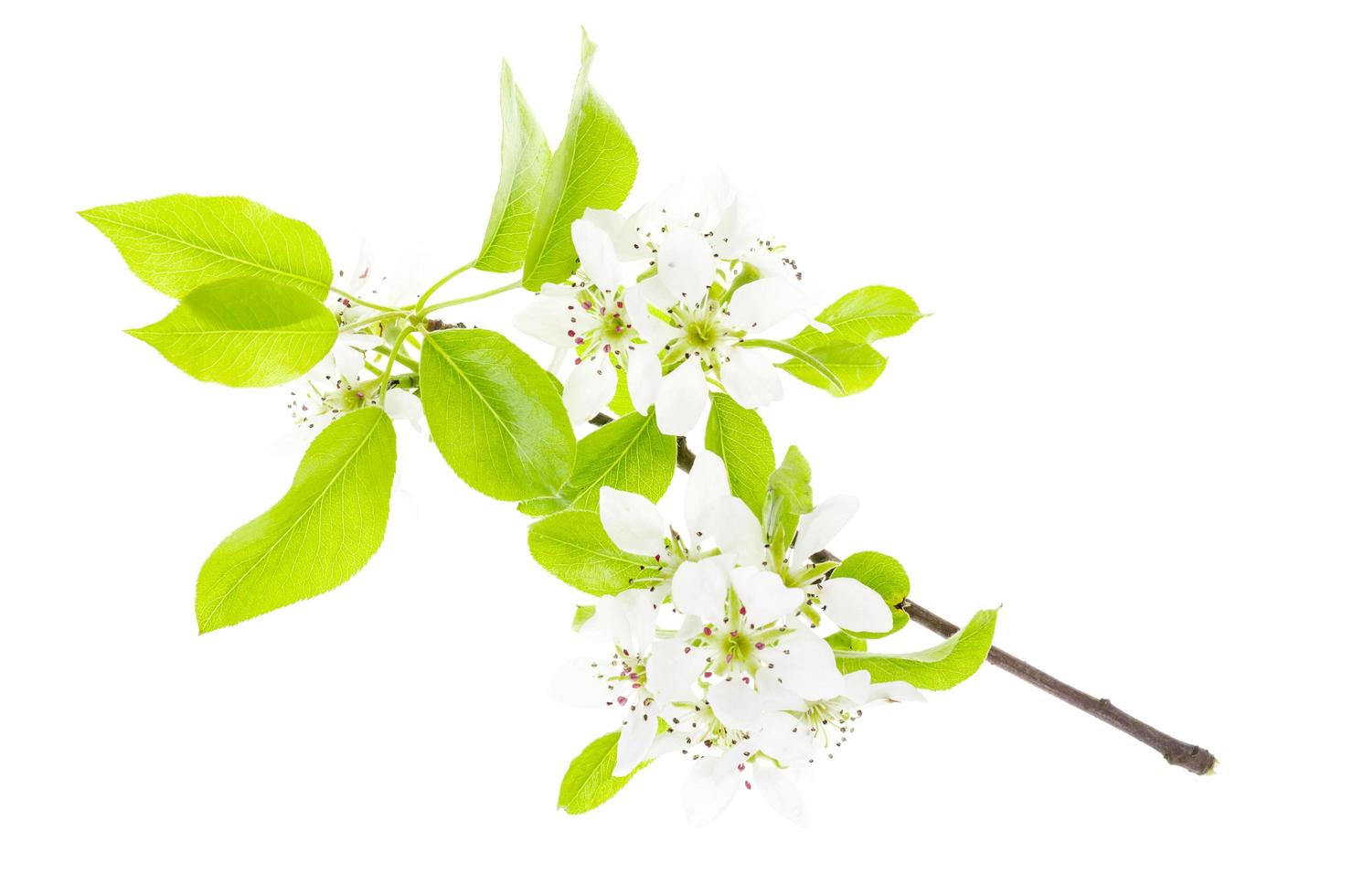 Fruit tree branch blooming in white flowers isolated. photo