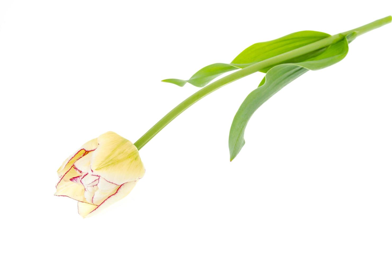 tulip pink off white