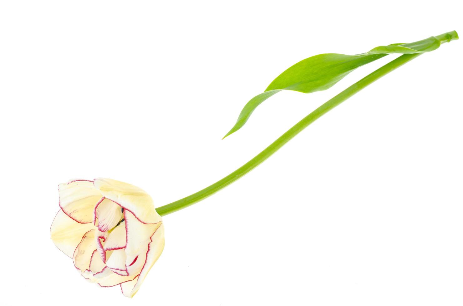 tulip pink off white