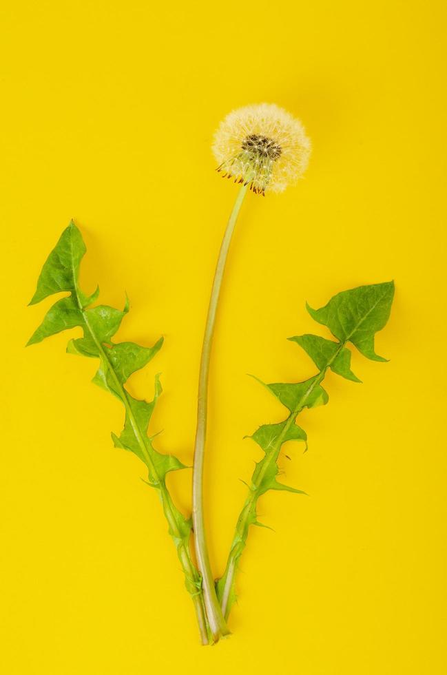 sola flor de diente de león blanco descolorido con hojas verdes. foto