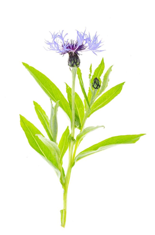 Flower of blue garden cornflower on stem with leaves. photo