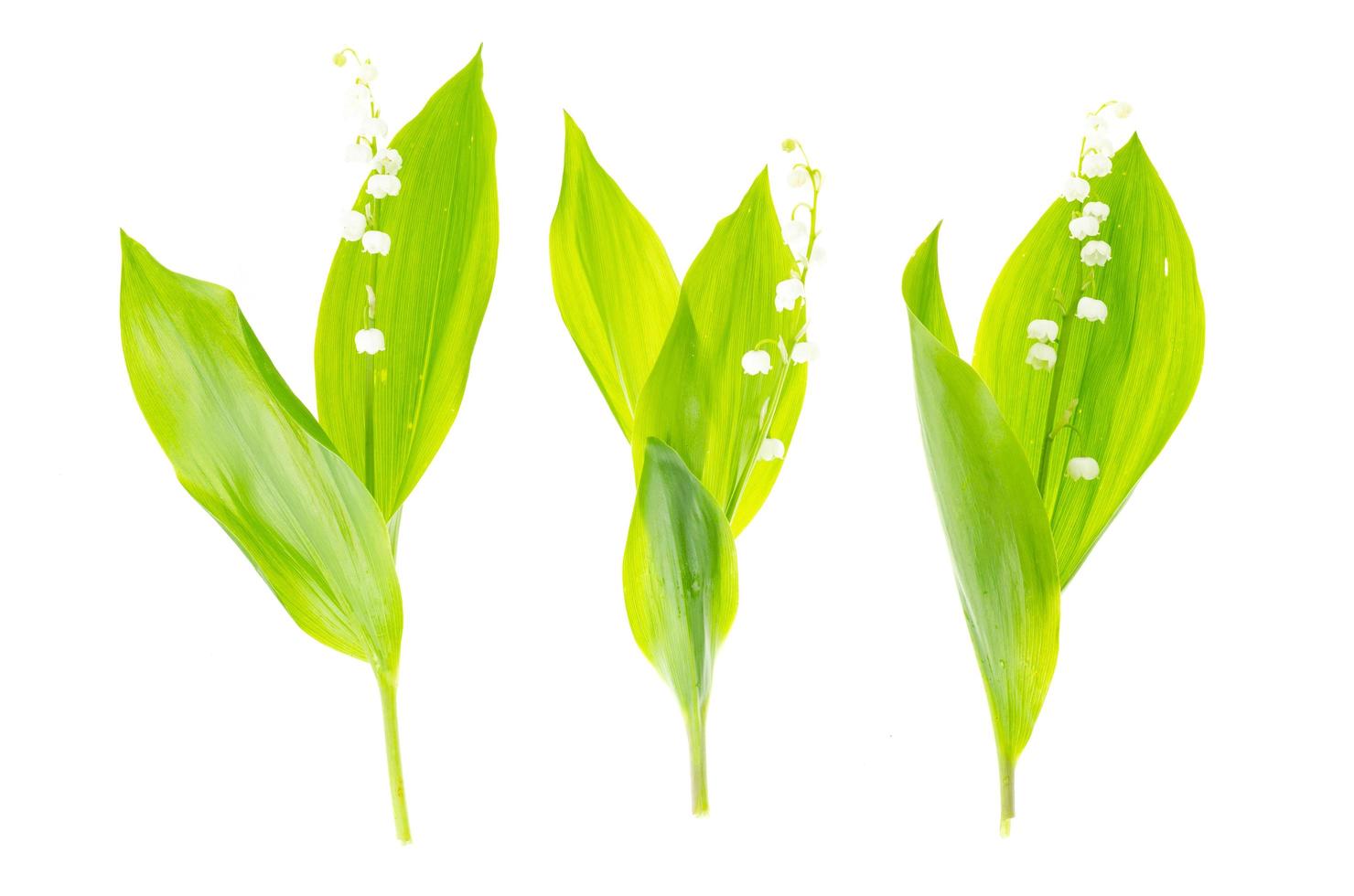 Small bunch of blooming lily of valley with white flowers. photo