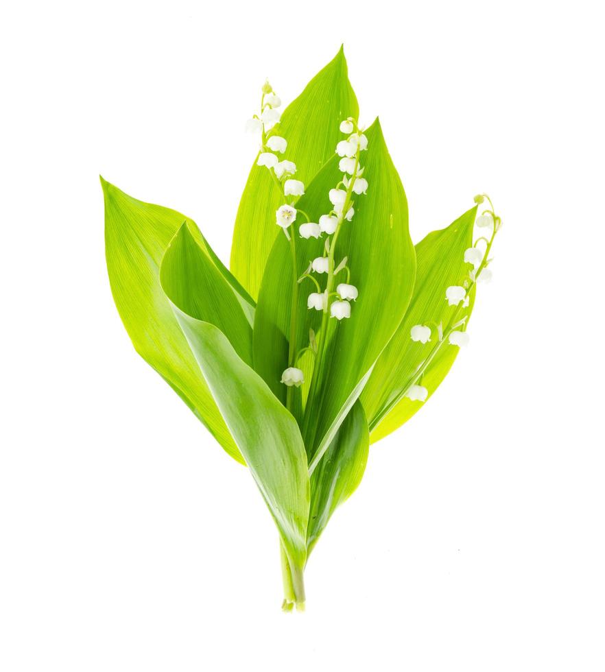 Small bunch of blooming lily of valley with white flowers. photo