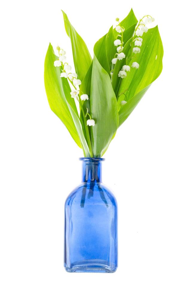 Small bunch of blooming lily of valley with white flowers. photo