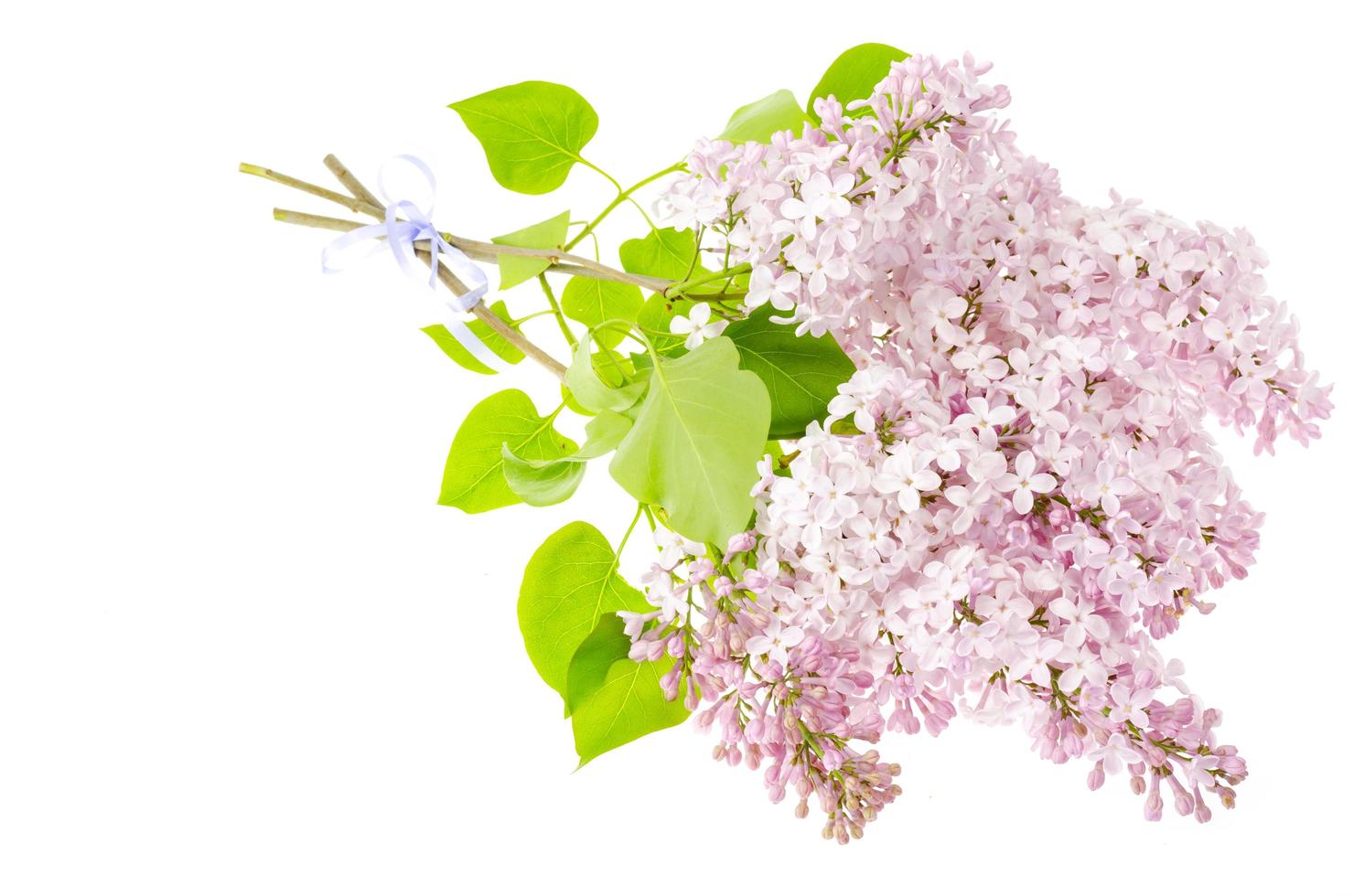 Fragrant branches of lilac isolated on white background. photo