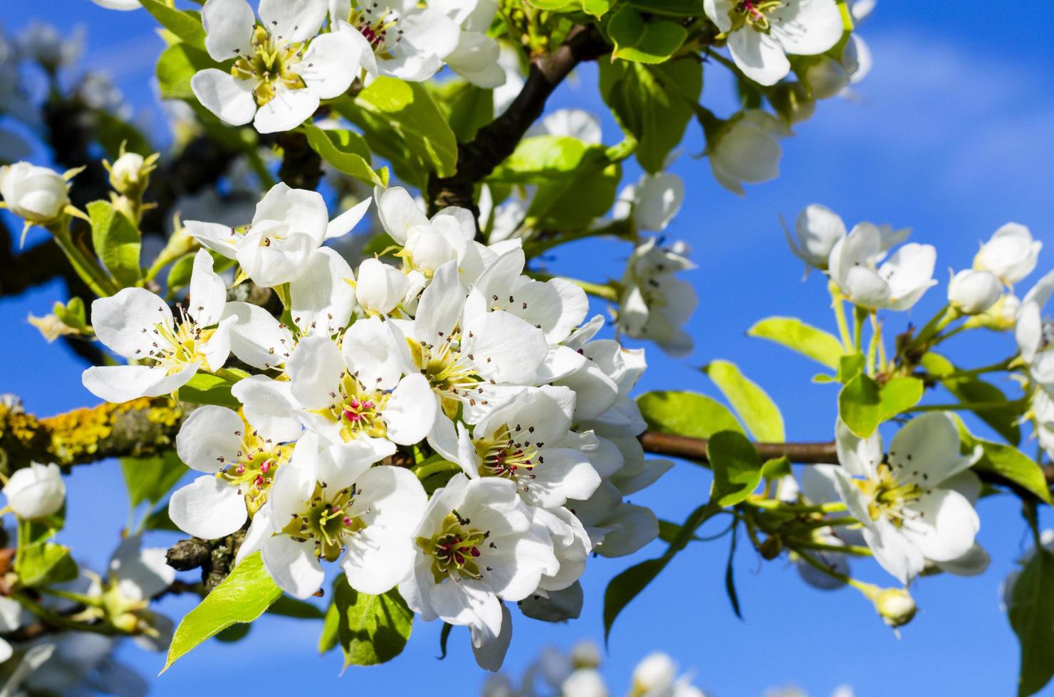 Blooming white flowers fruit trees on background of blue sky. photo