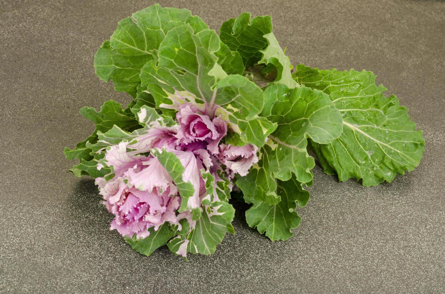 Decorative cabbage with purple flowers. Studio Photo. photo