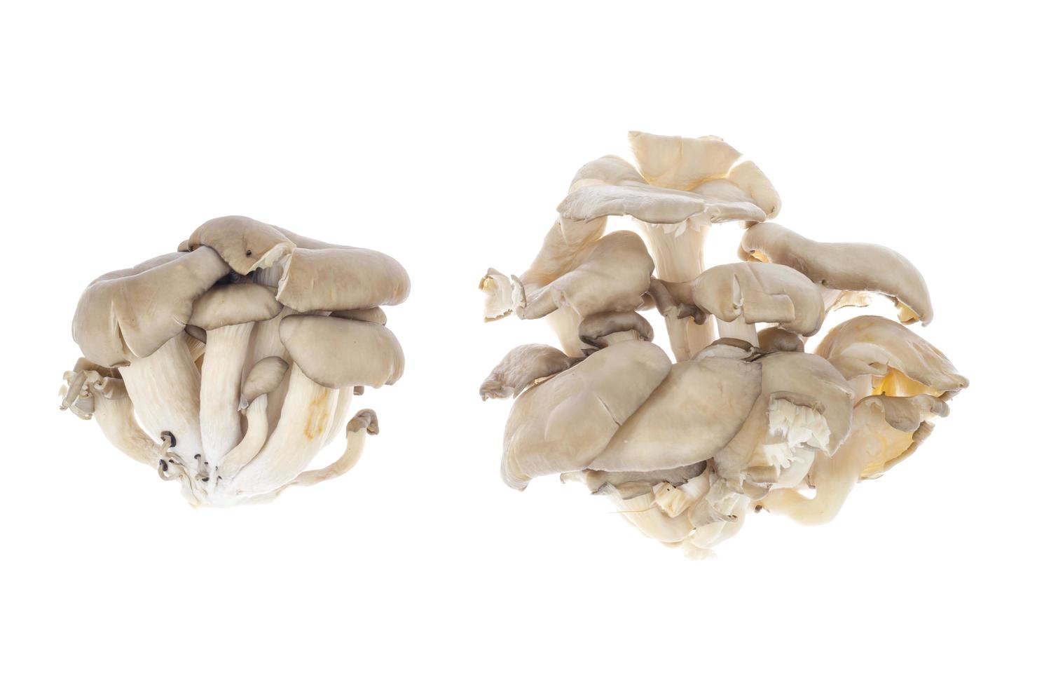 Gray fresh oyster mushrooms isolated on white background. photo