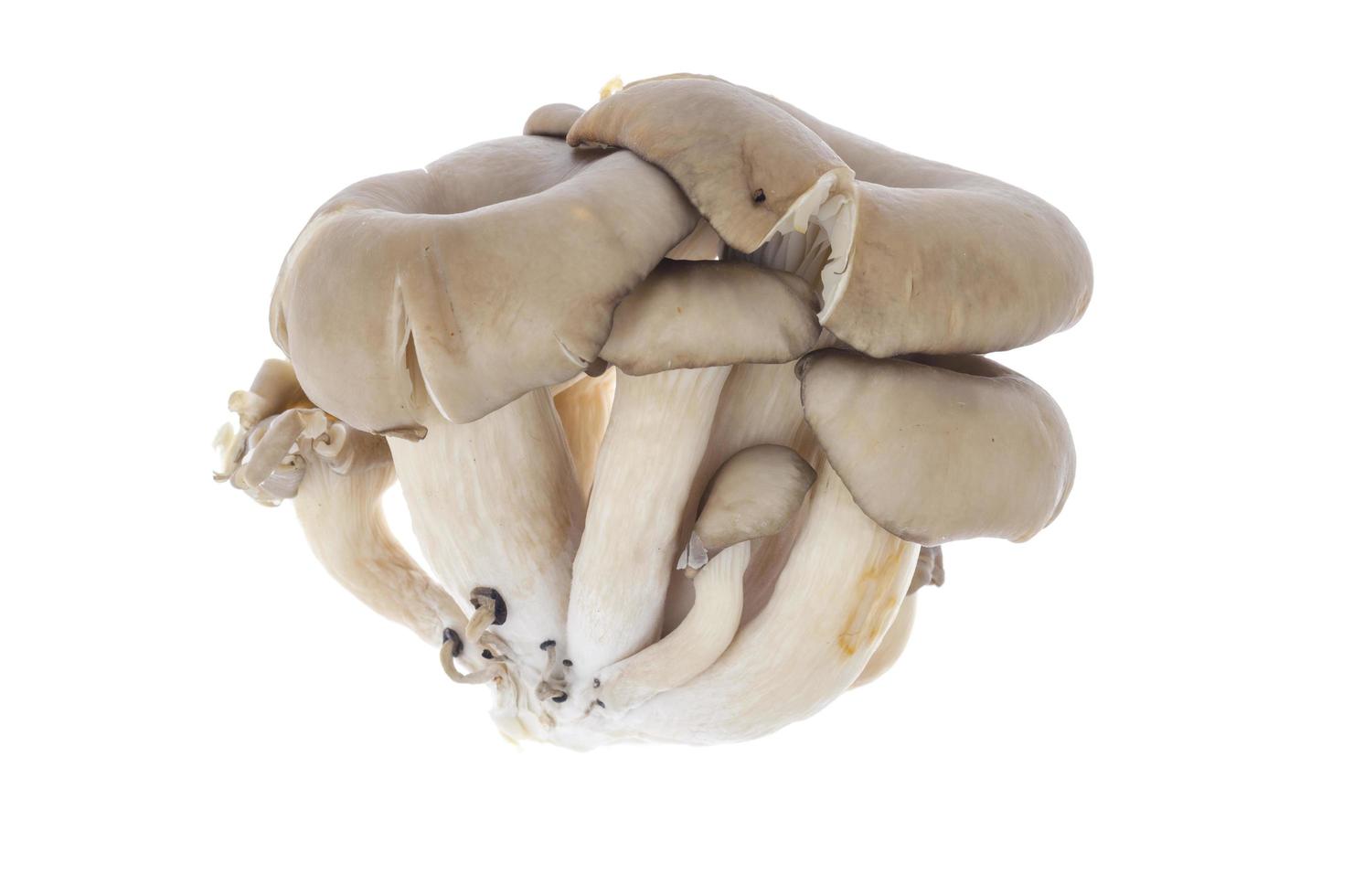 Gray fresh oyster mushrooms isolated on white background. photo