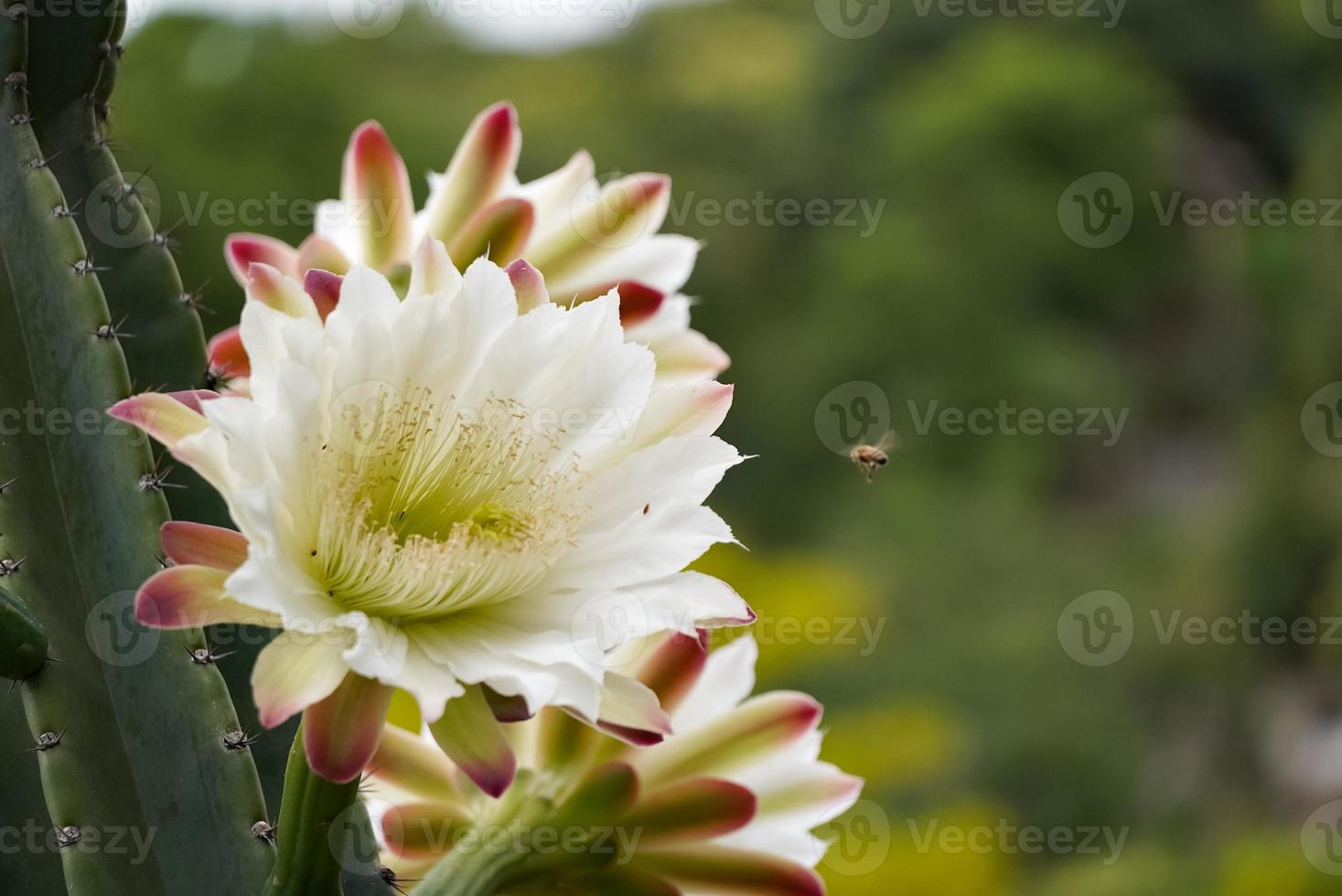 una abeja volando hacia una flor blanca de cactus con púas largas y afiladas. foto