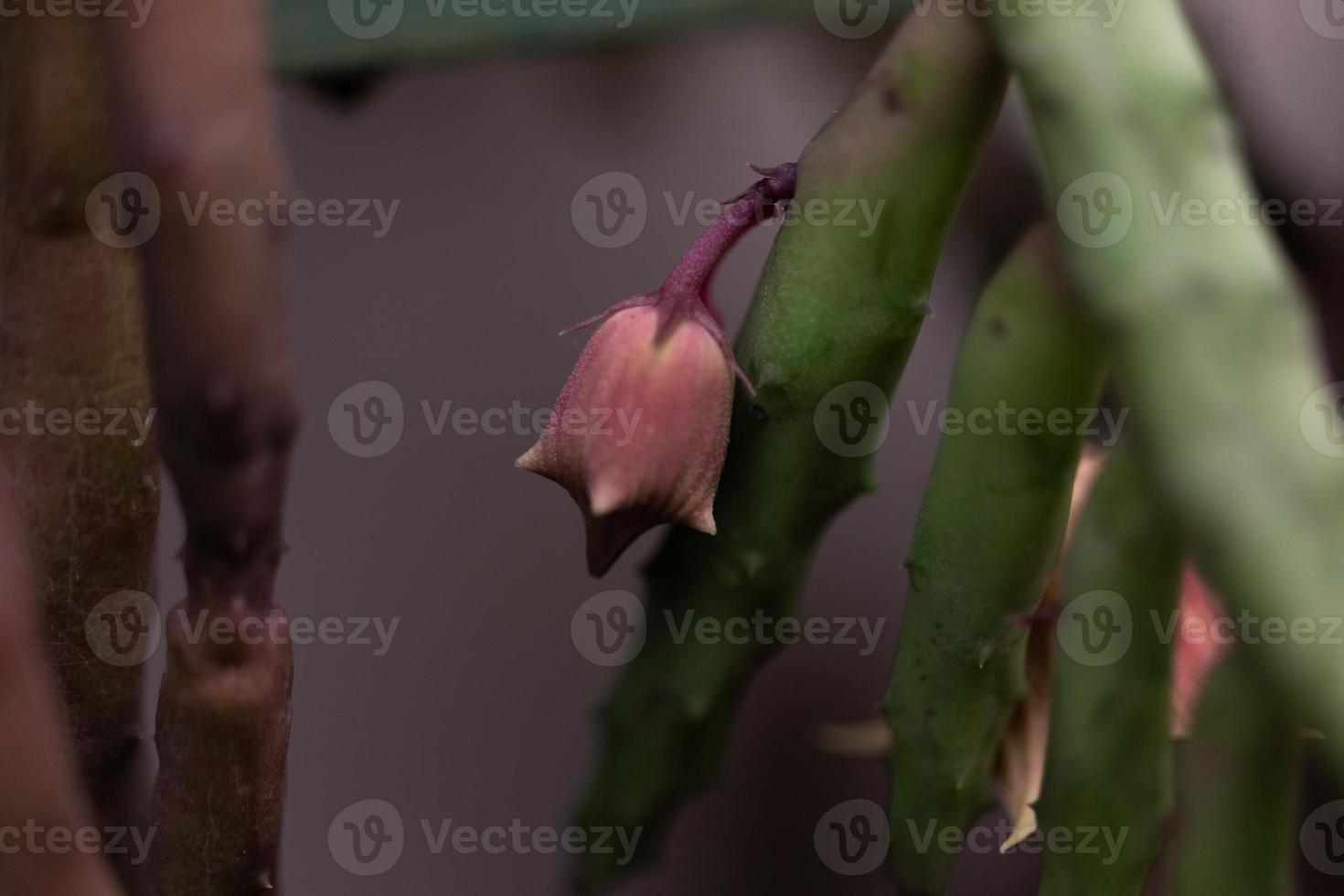 Planta con flores suculentas con flor en forma de campana 4519202 Foto de  stock en Vecteezy