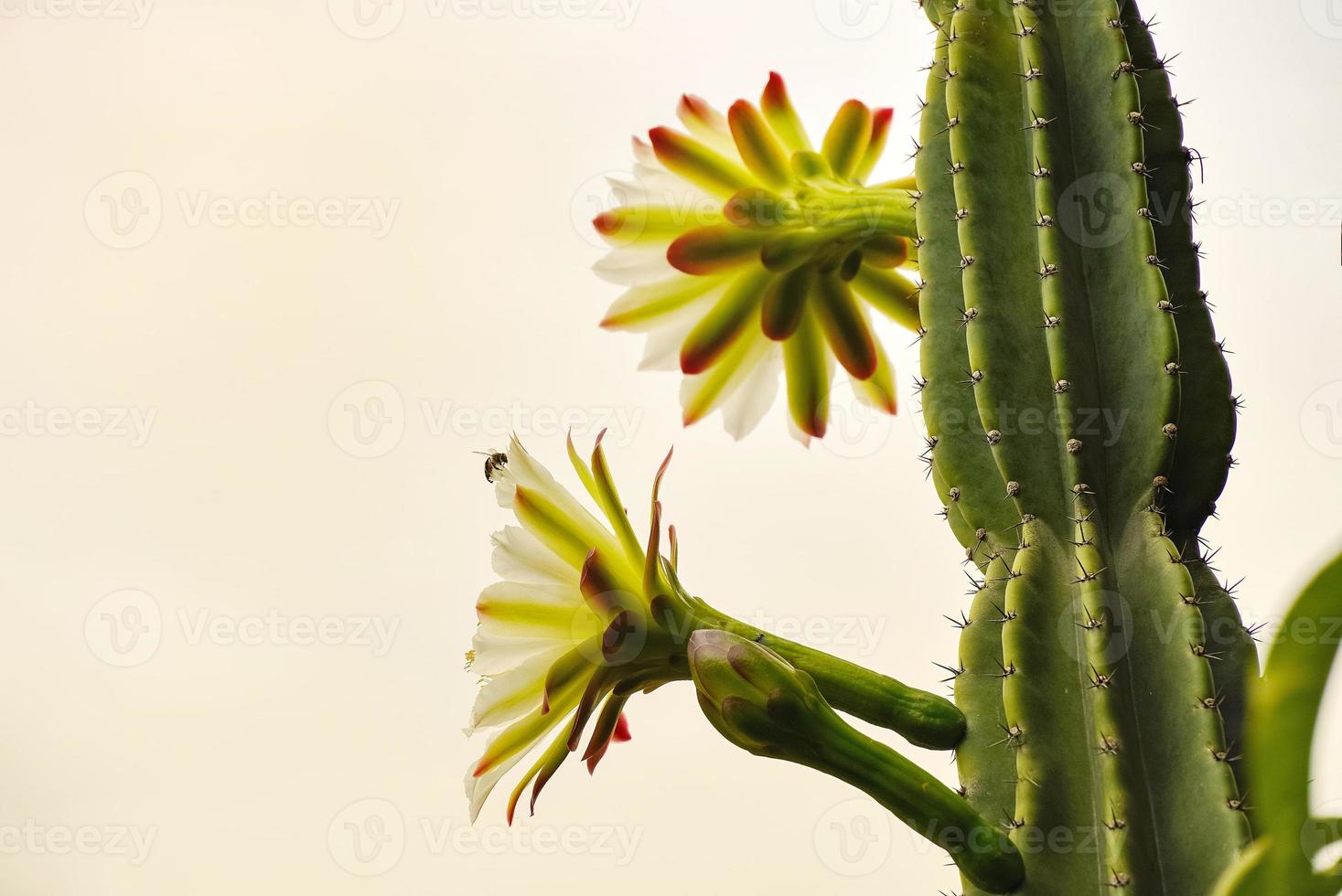 A bee on the petals of a white cactus flower. photo