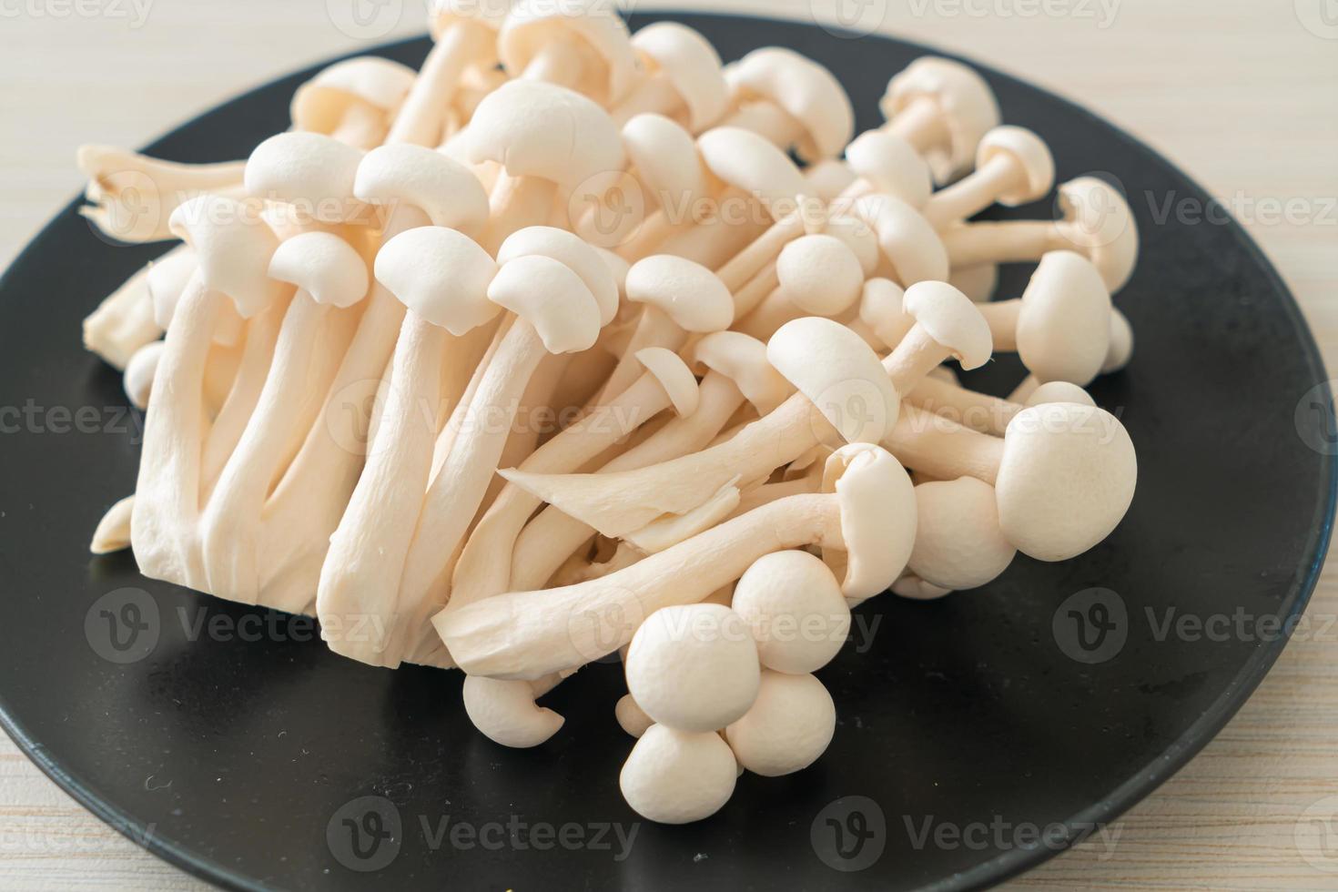 white beech mushroom or white reishi mushroom photo