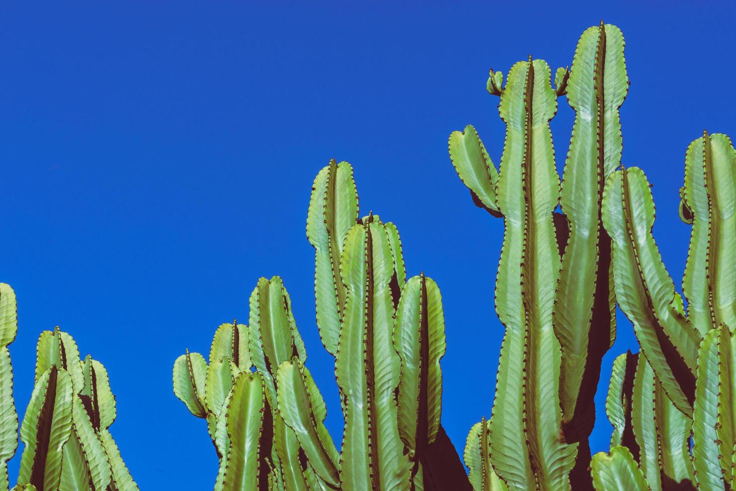 background nature. Cactus Cereus peruvianus. Blue sky background photo