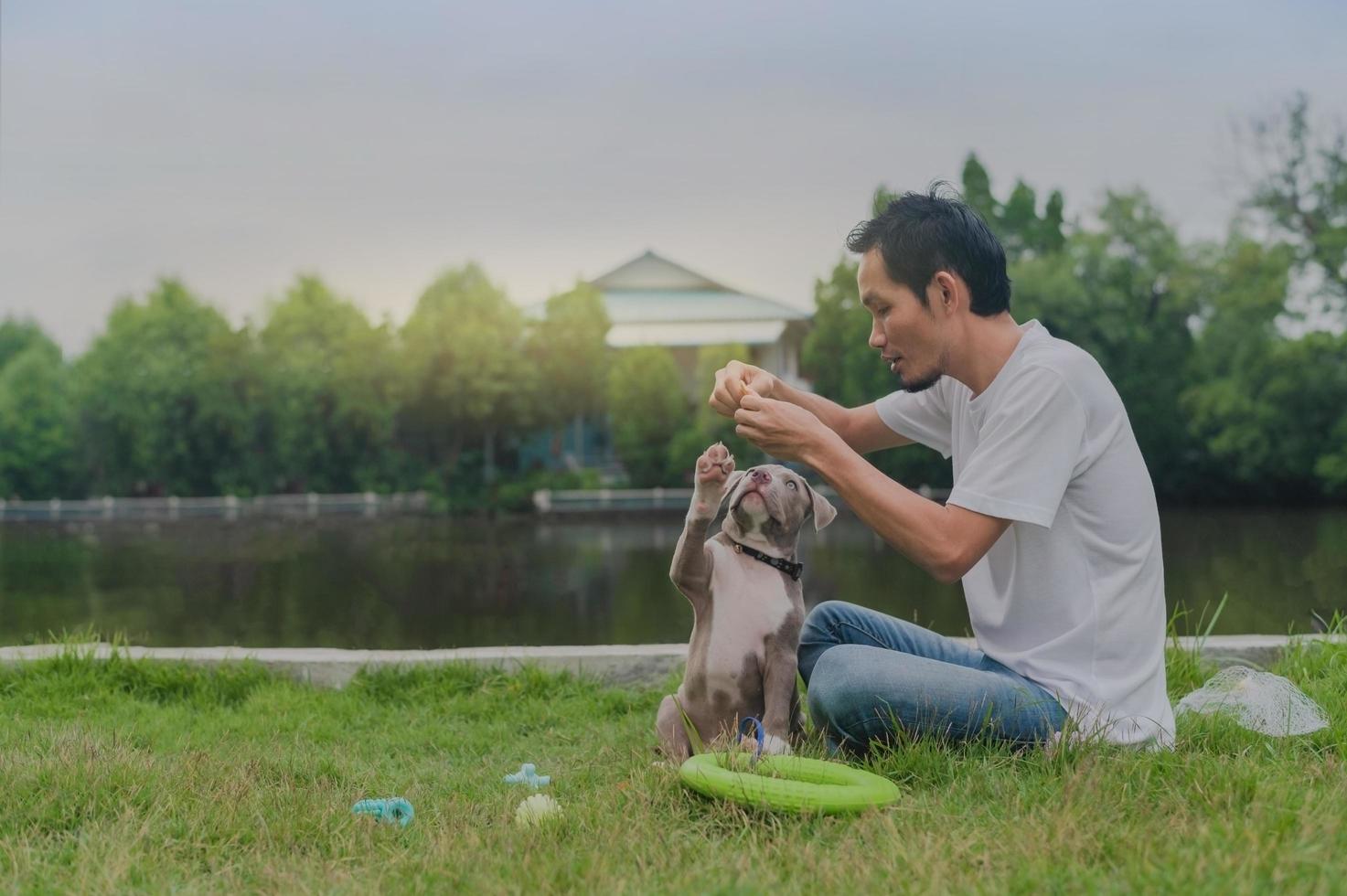 super papá jugando con gracioso cachorro amrican bully foto