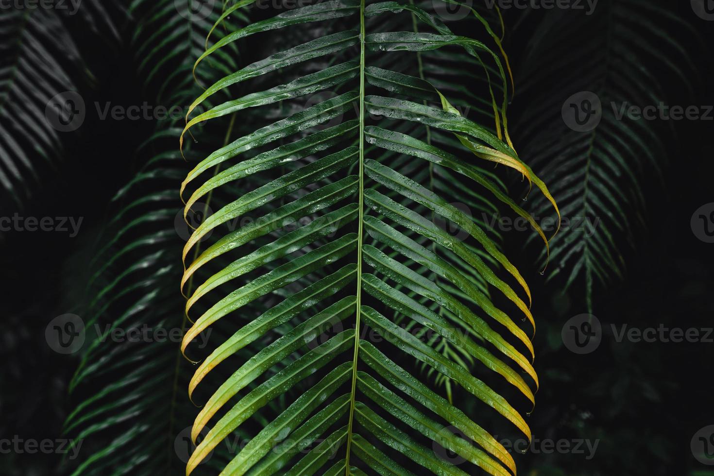 Close-Up Of  Dark green leaves photo