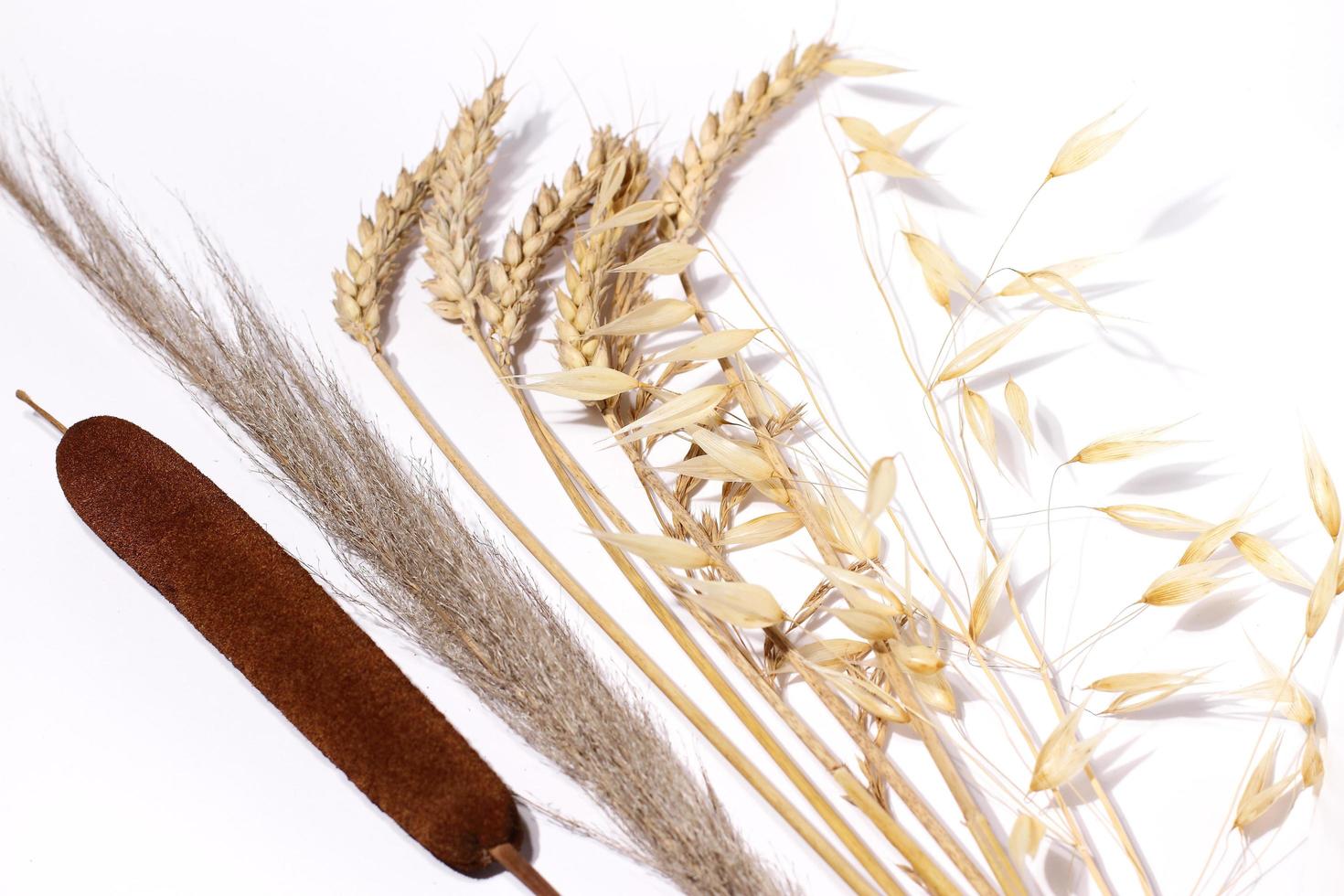Dried natural spikelets and reeds on white photo