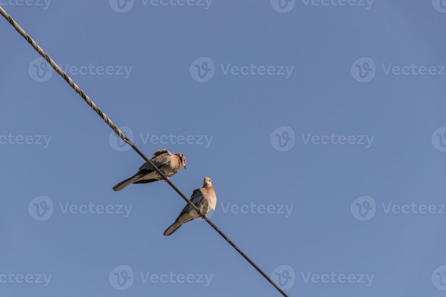 palomas, pájaros, se sientan en la línea eléctrica en África. foto