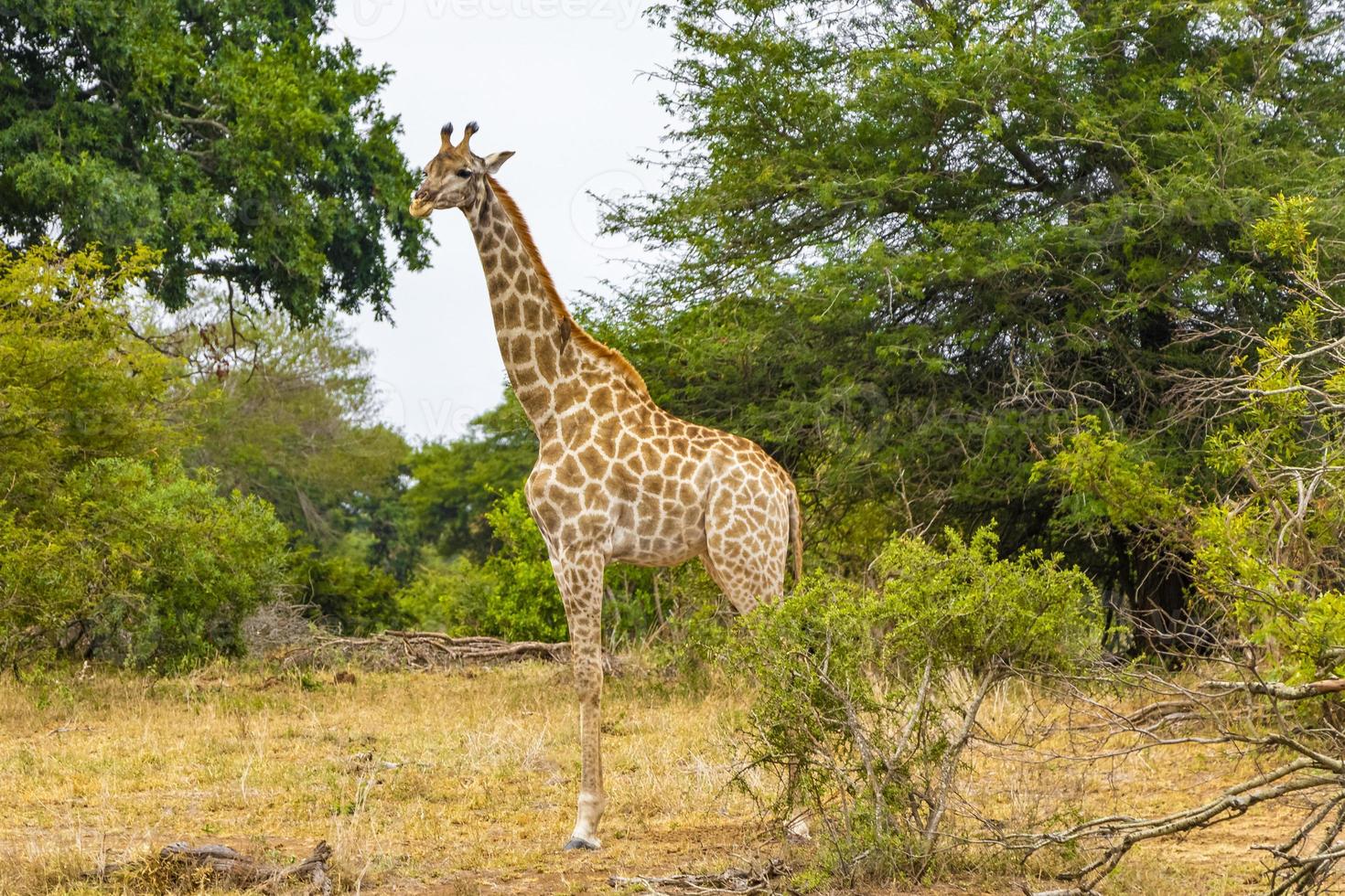 hermosa jirafa majestuosa alta safari en el parque nacional kruger sudáfrica. foto