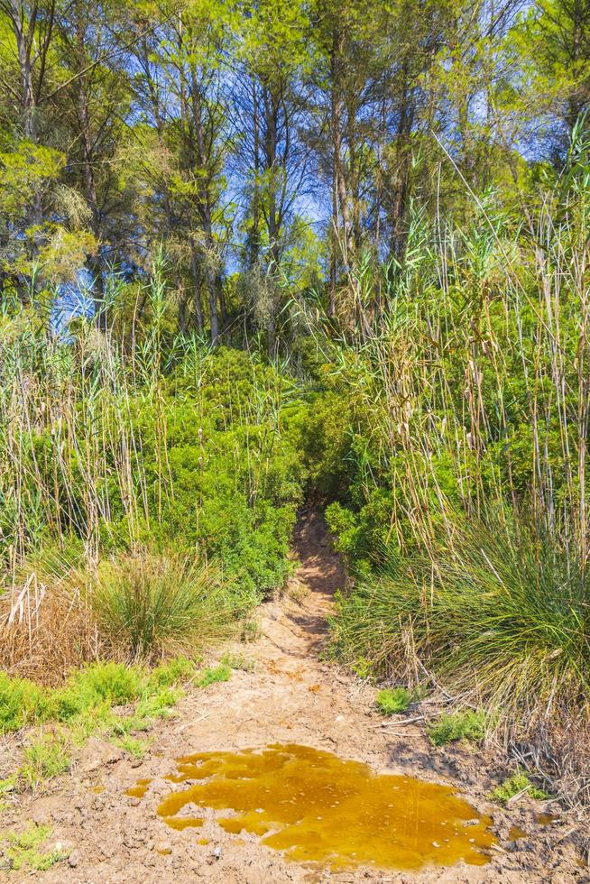 paisaje de bosque natural sendero de trekking can picafort mallorca españa. foto