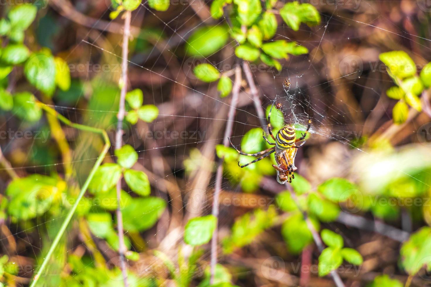 Araña avispa argiope bruennichi negra y amarilla en mallorca españa. foto