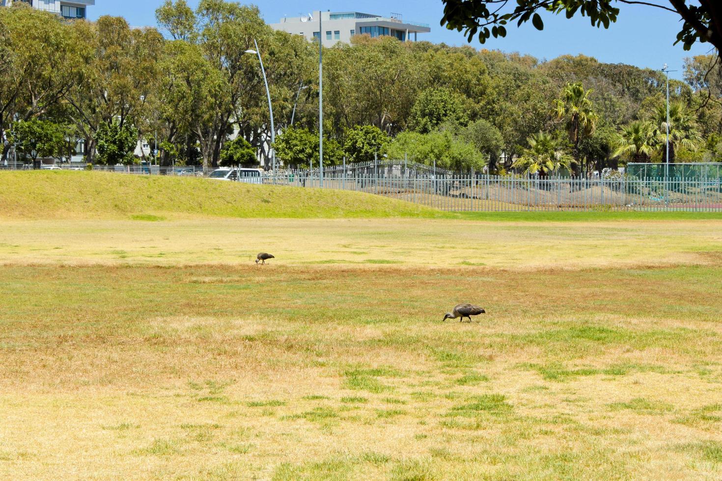 ibis hadada, pájaros en campo de hierba en Sudáfrica. foto