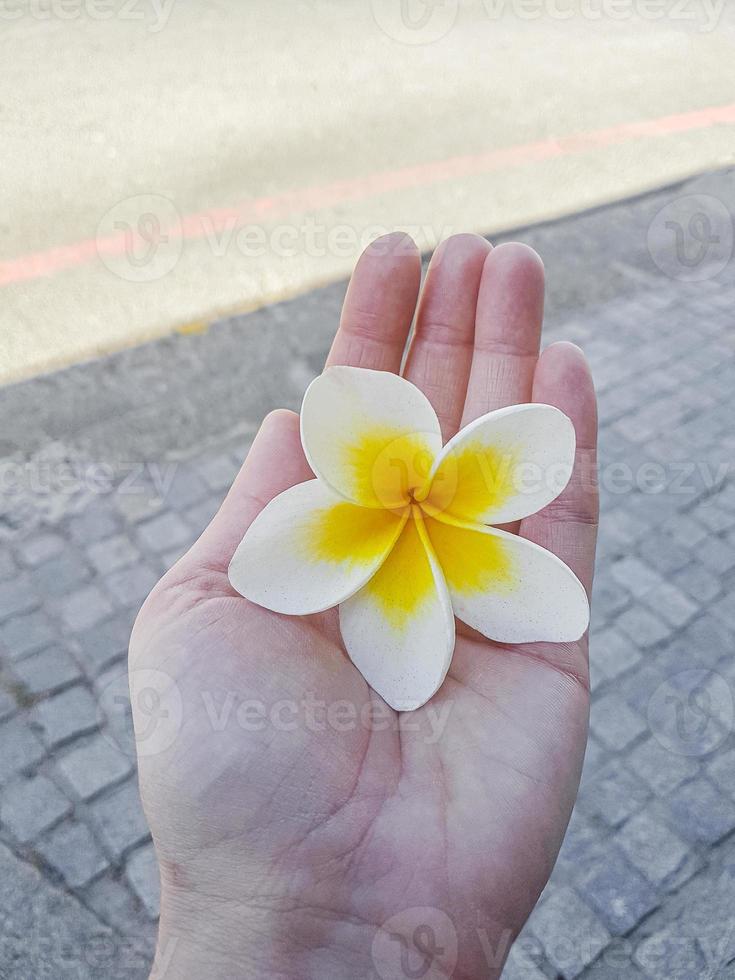 flor de plumeria blanco amarillo en la mano de la mujer. plumeria frangipani. foto