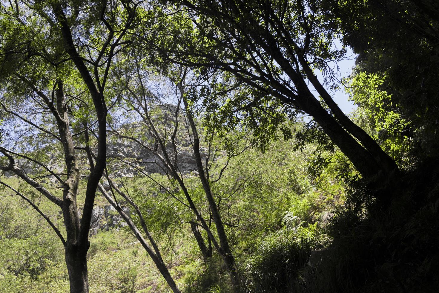 vista entre las copas de los árboles parque nacional tablemountain ciudad del cabo, sudáfrica. foto